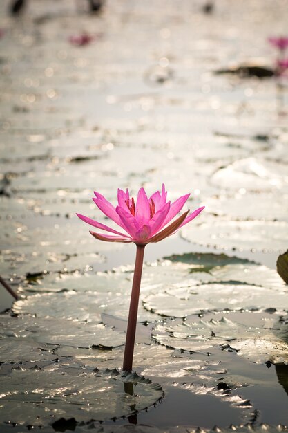 池の蓮の花