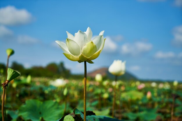 ハスの花