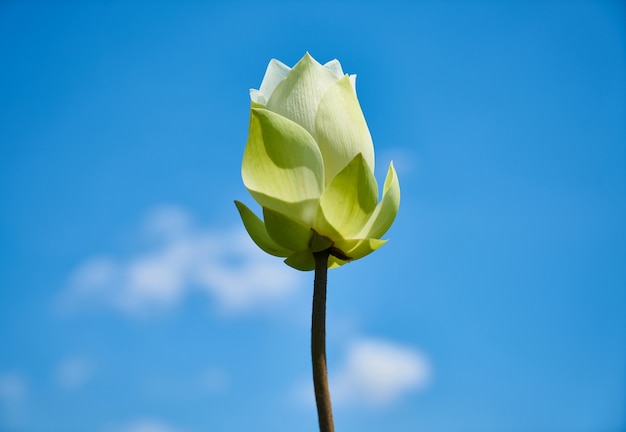 Free photo lotus flower