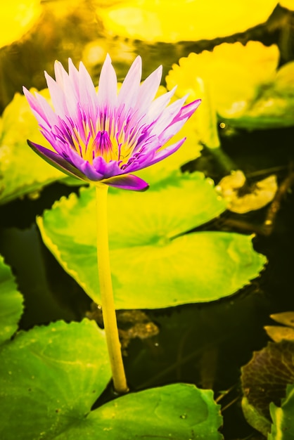 Free photo lotus flower