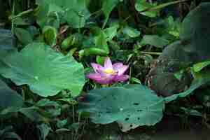 Free photo lotus flower