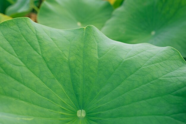 lotus leaves texture closeop