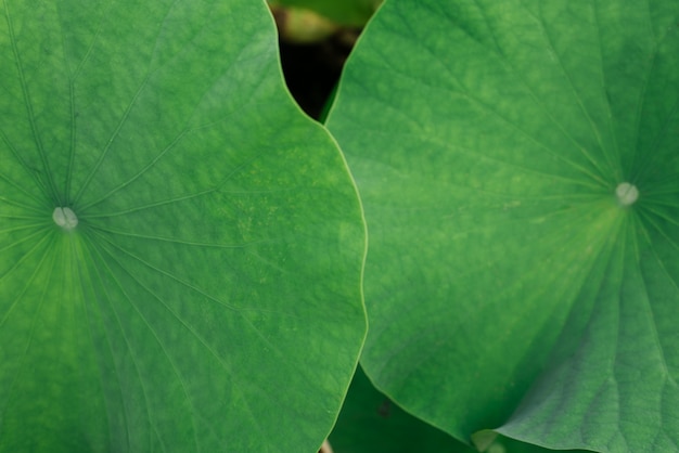 lotus leaves texture closeop