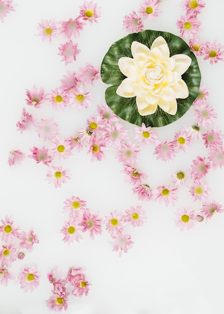 Lotus surrounded with pink flowers floating on milk