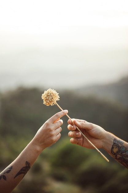 Love gesture of a dandelion being offered