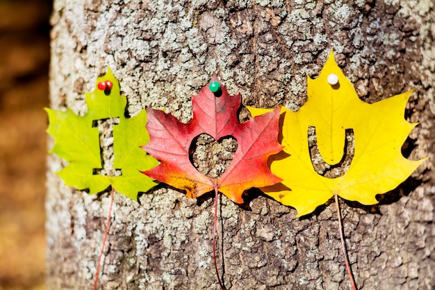 Foto gratuita messaggio di amore sulla corteccia di albero