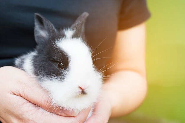 Lovely baby 2 weeks Thai rabbit in lady hand