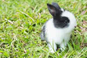 Free photo lovely baby 2 weeks thai rabbit