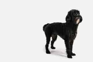 Free photo lovely black dog posing with white background