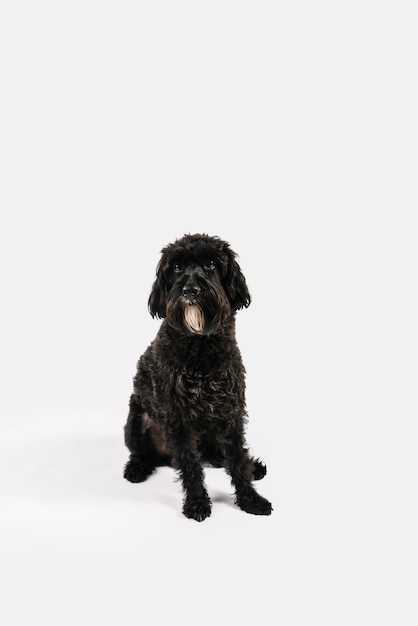 白い背景でポーズをとっている美しい黒い犬