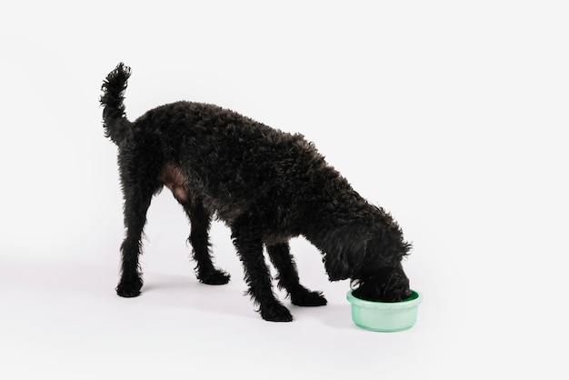 Lovely black dog posing with white background