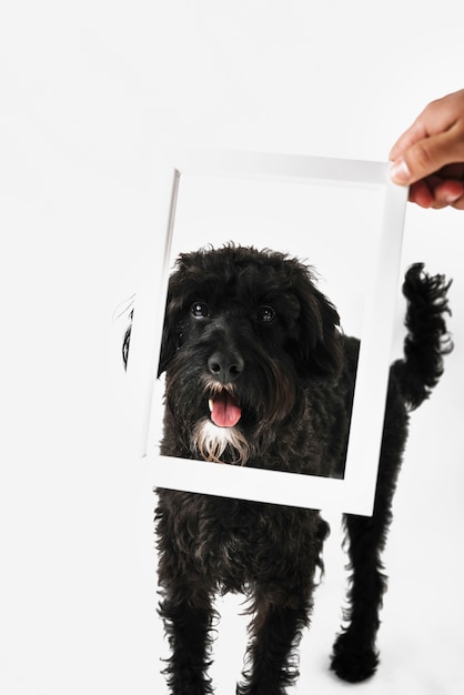 Бесплатное фото Прекрасная черная собака позирует с белым фоном