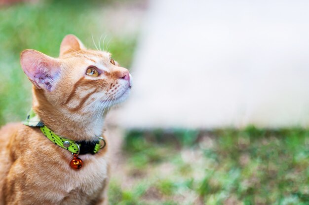 Lovely brown domestic cat in green garden - cute animal background concept