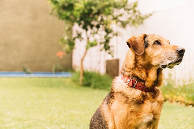 愛らしい犬が庭でポーズをとる