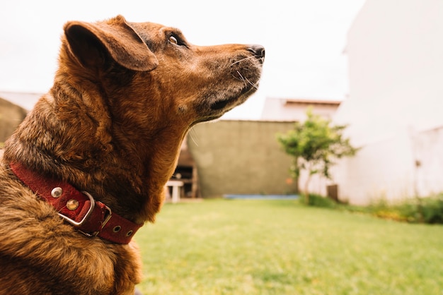 Lovely dog posing in the garden