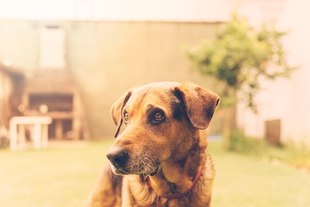 愛らしい犬が庭でポーズをとる