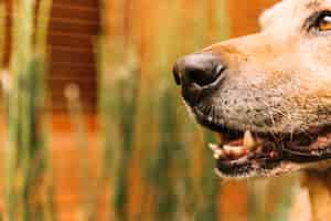 Foto gratuita cane adorabile che posa nel giardino