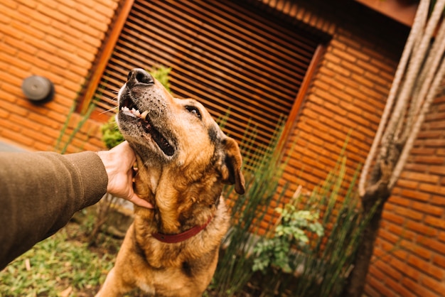 愛らしい犬が庭でポーズをとる