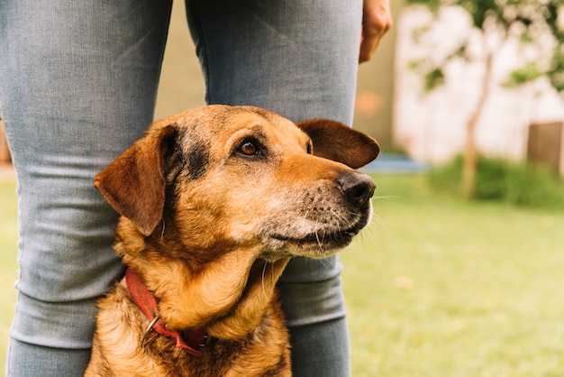 愛らしい犬が庭でポーズをとる