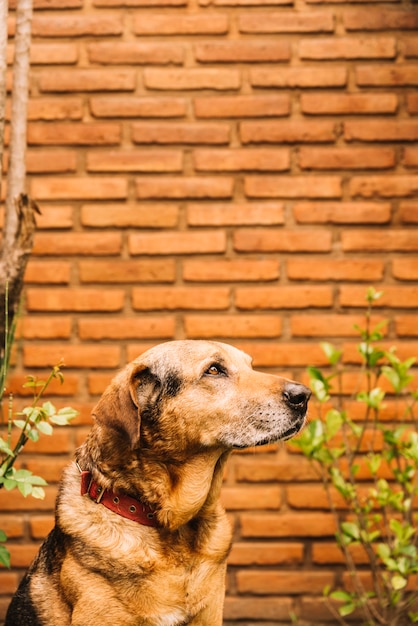 愛らしい犬が庭でポーズをとる