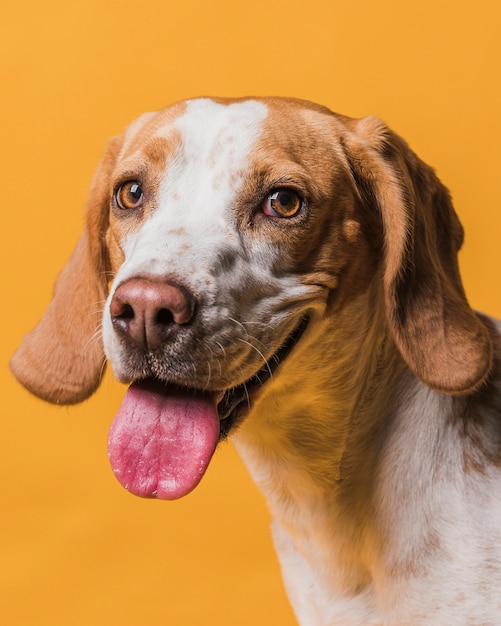 Free photo lovely dog sticking out his tongue