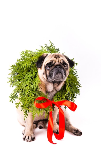 Lovely dog with christmas coronet on his neck