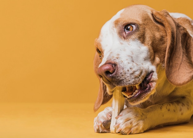 Lovely dog with cute eyes eating a bone