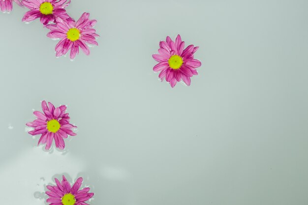 Lovely flowers on water