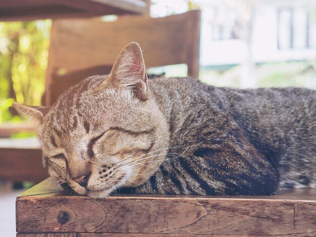 Lovely lazy cat Thai home pet