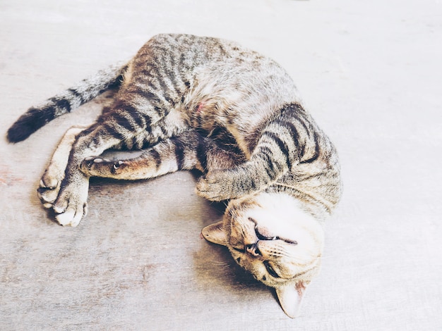 Lovely lazy cat Thai home pet