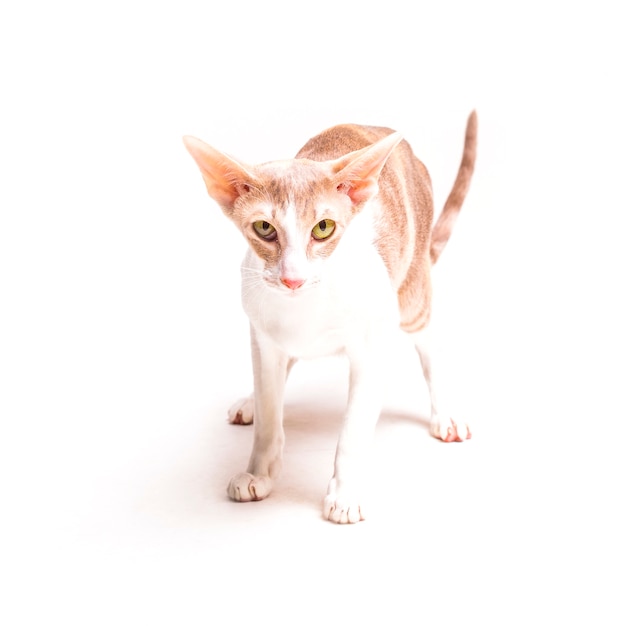 Прекрасная покорная коренастая рекс-кошка на белом фоне