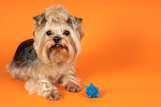 Lovely pet portrait isolated