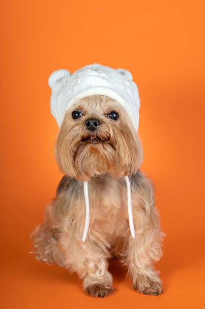 Lovely pet portrait isolated