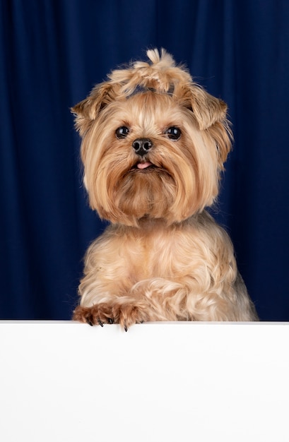 Free photo lovely pet portrait isolated