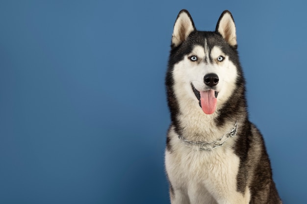 Lovely pet portrait isolated