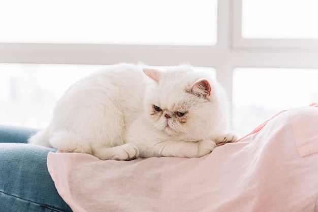 Lovely pets composition with sleepy white cat