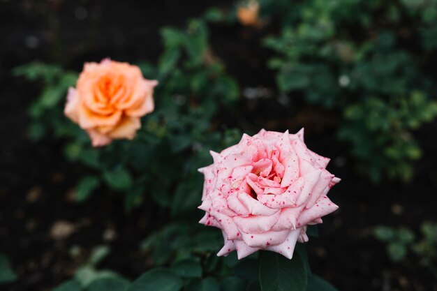 Lovely pink rose in garden
