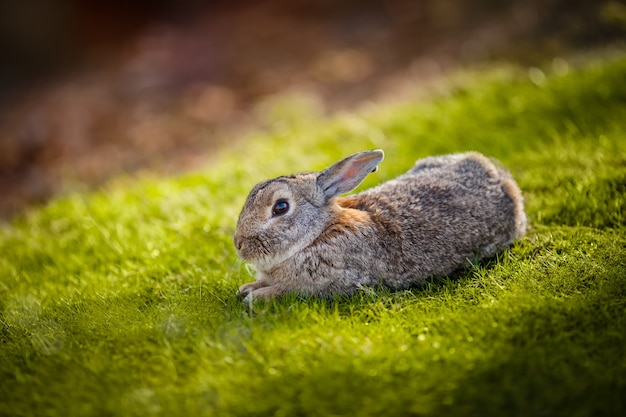 풀밭에서 사랑스러운 토끼
