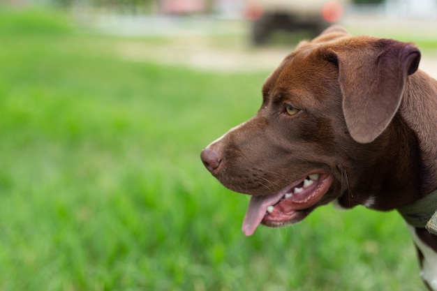 素敵な赤と白のテリアの子犬が屋外に座って混合。