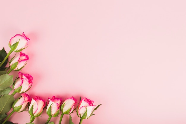 Foto gratuita belle rose sul rosa