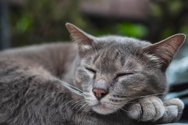 Милый спящий кот Тайский домашний питомец вздремнуть на машине, домашнее животное