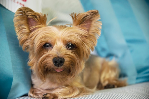 Free photo lovely tan yorkshire terrier dog