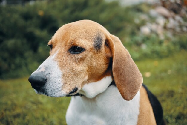 Lovely tricolor pup on meadow or garden. Summertime portrait of cute beagle dog playing outdoors.