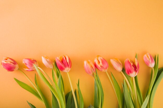 Lovely tulips composition
