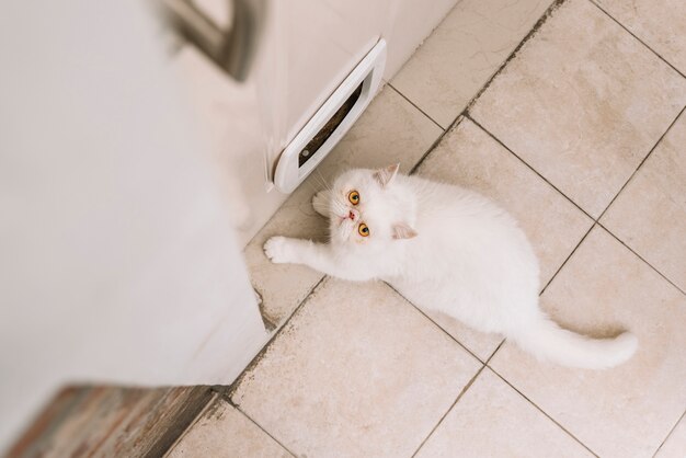 Lovely white cat at home