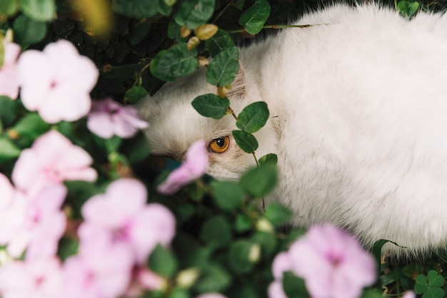 무료 사진 자연 속에서 사랑스러운 흰 고양이