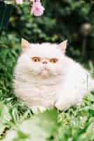 Бесплатное фото Прекрасный белый кот в природе