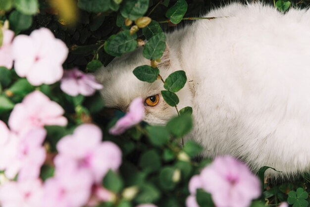 自然の中で素敵な白い猫