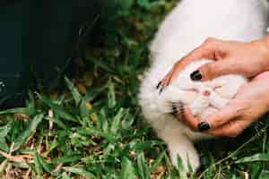 Free photo lovely white cat in the nature