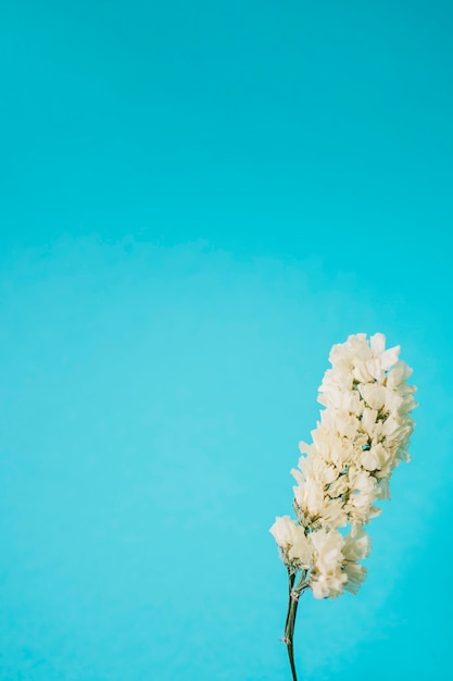 Lovely white flower on blue